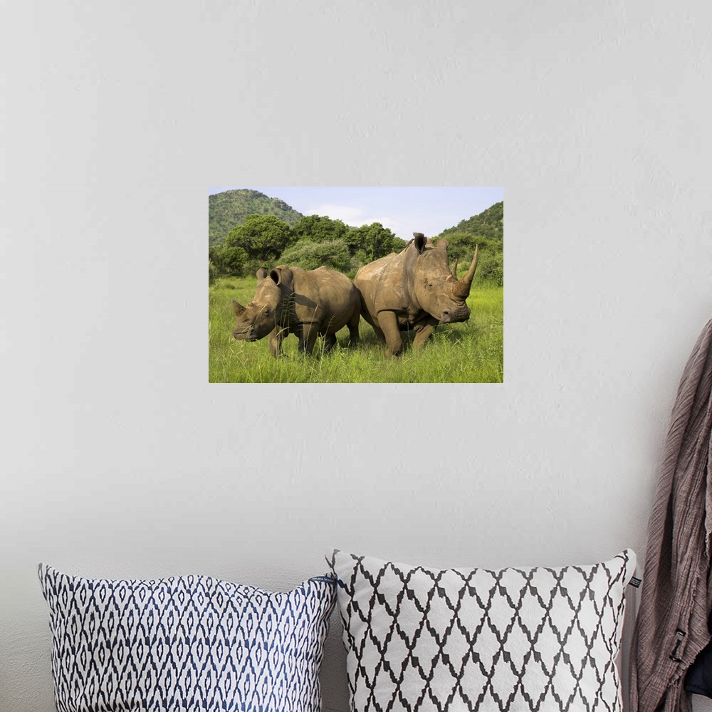 A bohemian room featuring White rhino, with calf in Pilanesberg game reserve, North West Province, South Africa
