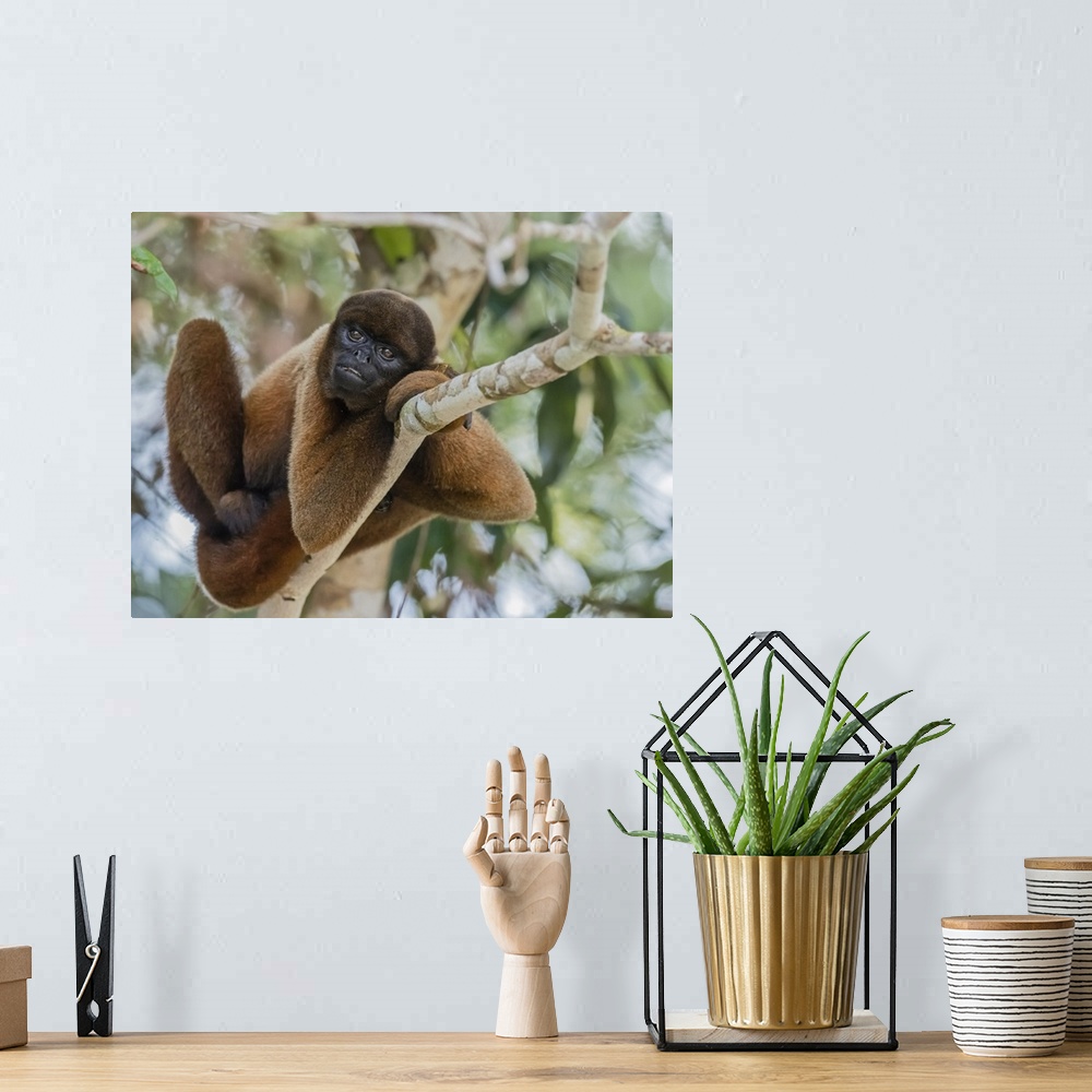 A bohemian room featuring An adult common woolly monkey (Lagothrix lagothricha), in the trees along the Yarapa River, Nauta...