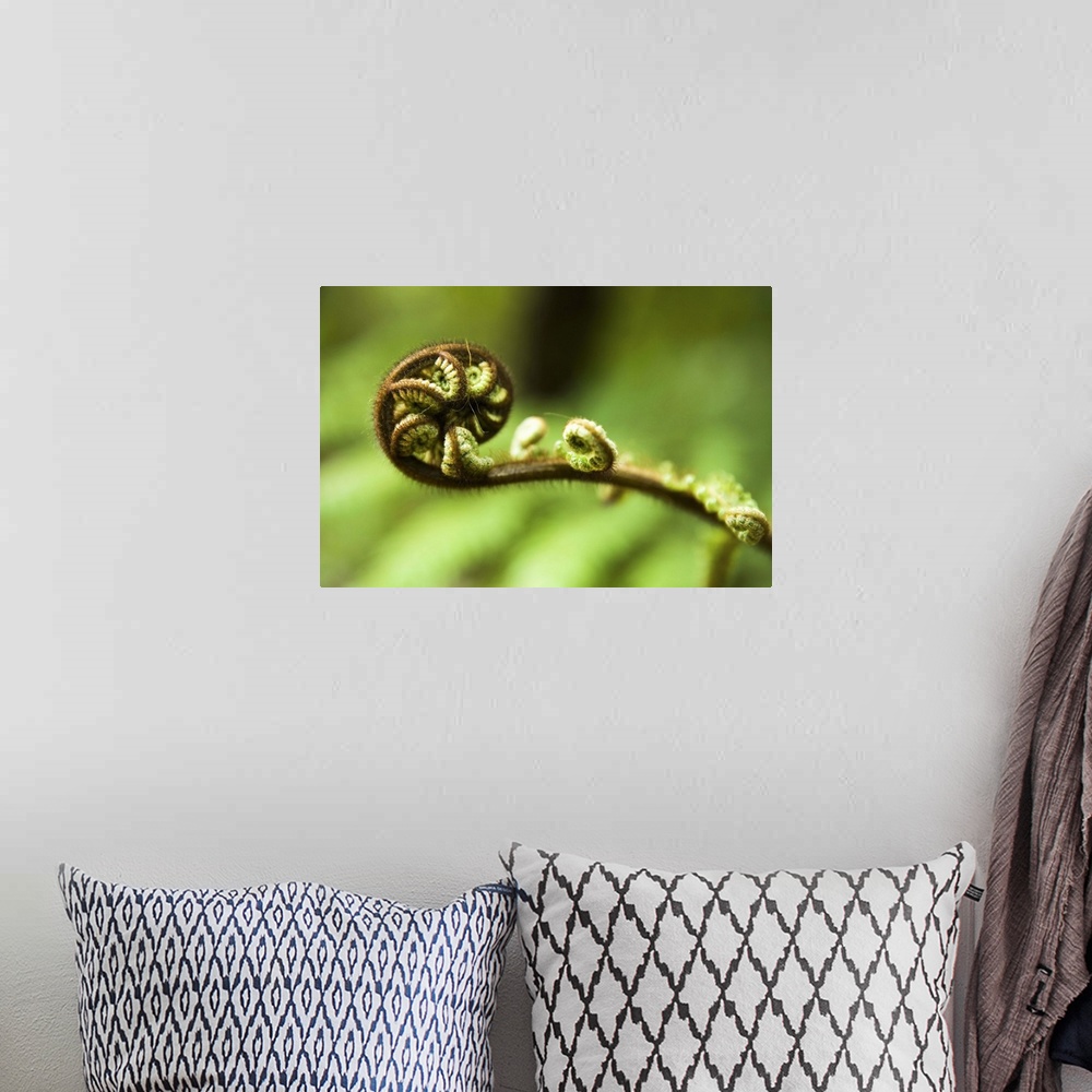 A bohemian room featuring Young frond of fern unfurling