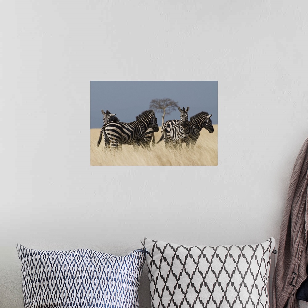 A bohemian room featuring Zebras at Nechisar National Park, Arba Minch, Rift Valley region, Ethiopia, Africa
