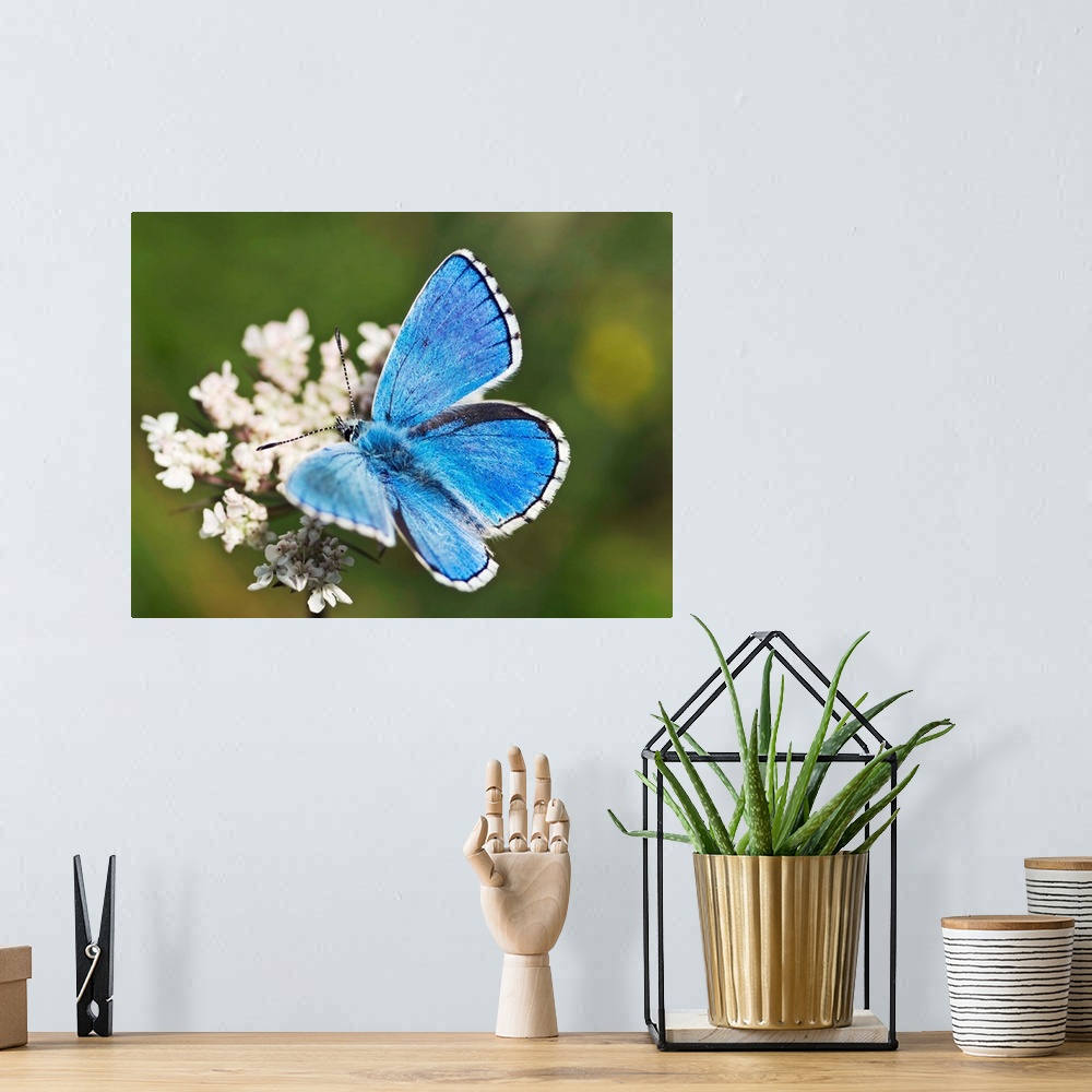 A bohemian room featuring Adonis blue butterfly. Male adonis blue butterfly (Lysandra bellargus) feeding on nectar from a s...
