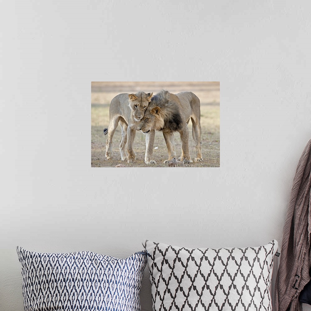 A bohemian room featuring The image shows a juvenile male African Lion (Panthera Leo), without a mane, greeting a young mal...