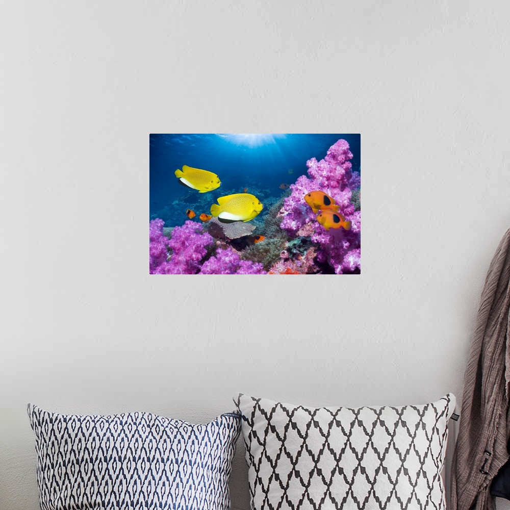 A bohemian room featuring Angelfish and anemonefish on a reef. Threespot angelfish (Apolemichthys trimaculatus, left) and r...