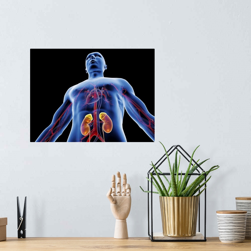 A bohemian room featuring Blood vessels and kidneys. Computer artwork of a man with healthy blood vessels and kidneys. The ...
