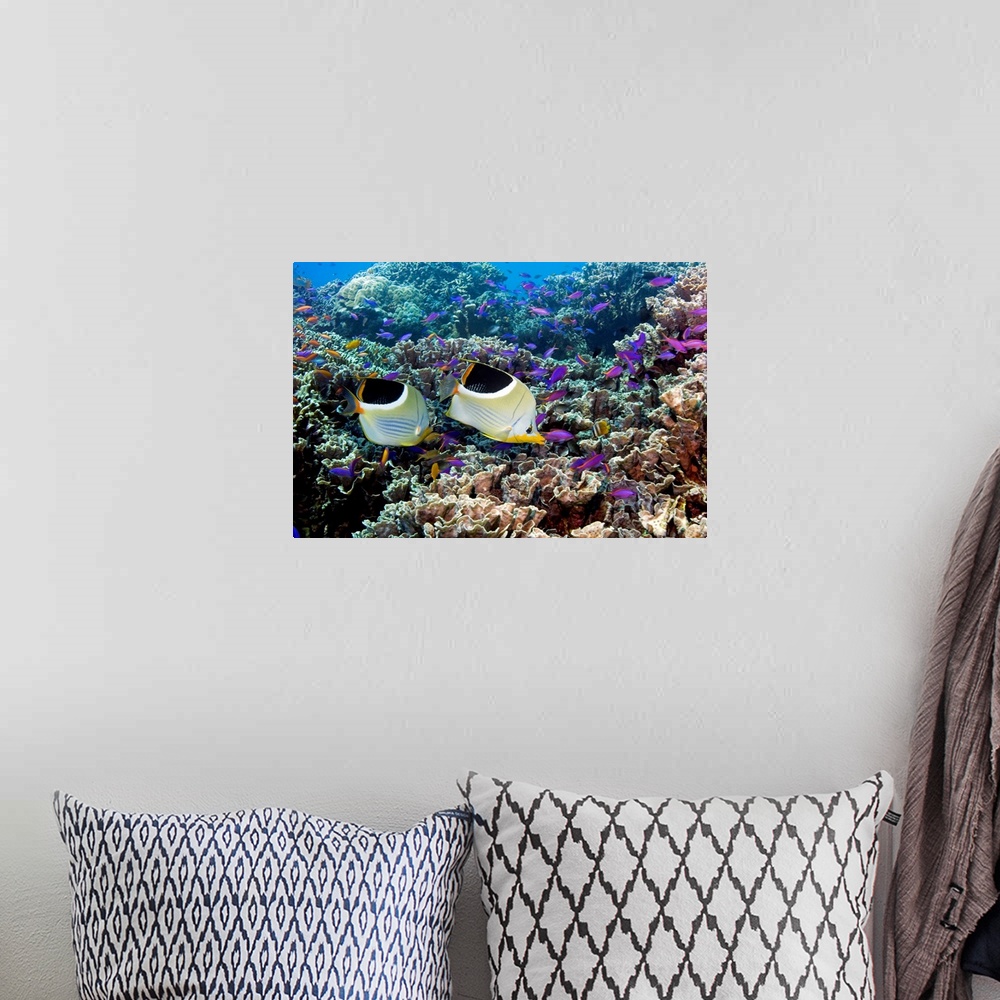 A bohemian room featuring Butterflyfish (family Chaetodontidae) and purple anthias fish (Pseudanthias tuka, purple) schooli...