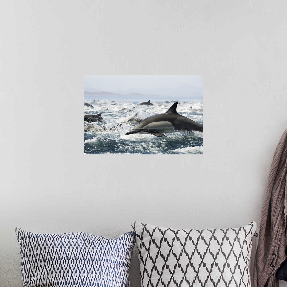 A bohemian room featuring Common dolphins (Delphinus delphis) fleeing an attack from killer whales.