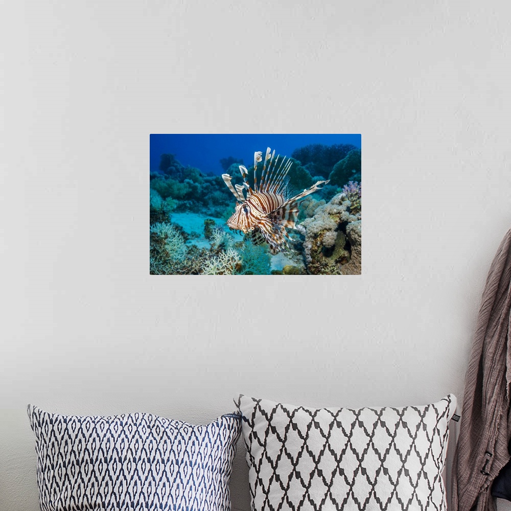 A bohemian room featuring Common lionfish (Pterois miles), also known as the devil firefish. It is often confused with the ...