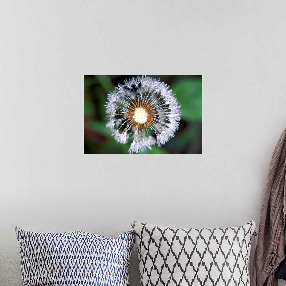 A bohemian room featuring Dandelion seed head. Close-up of dew drops on a dandelion (Taraxacum offinale) seed head. The see...