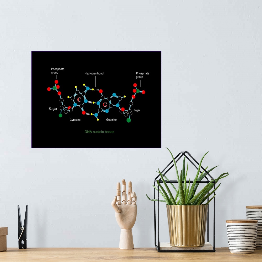A bohemian room featuring DNA nucleotides, computer artwork. Section of a double stranded DNA (deoxyribonucleic acid) molec...