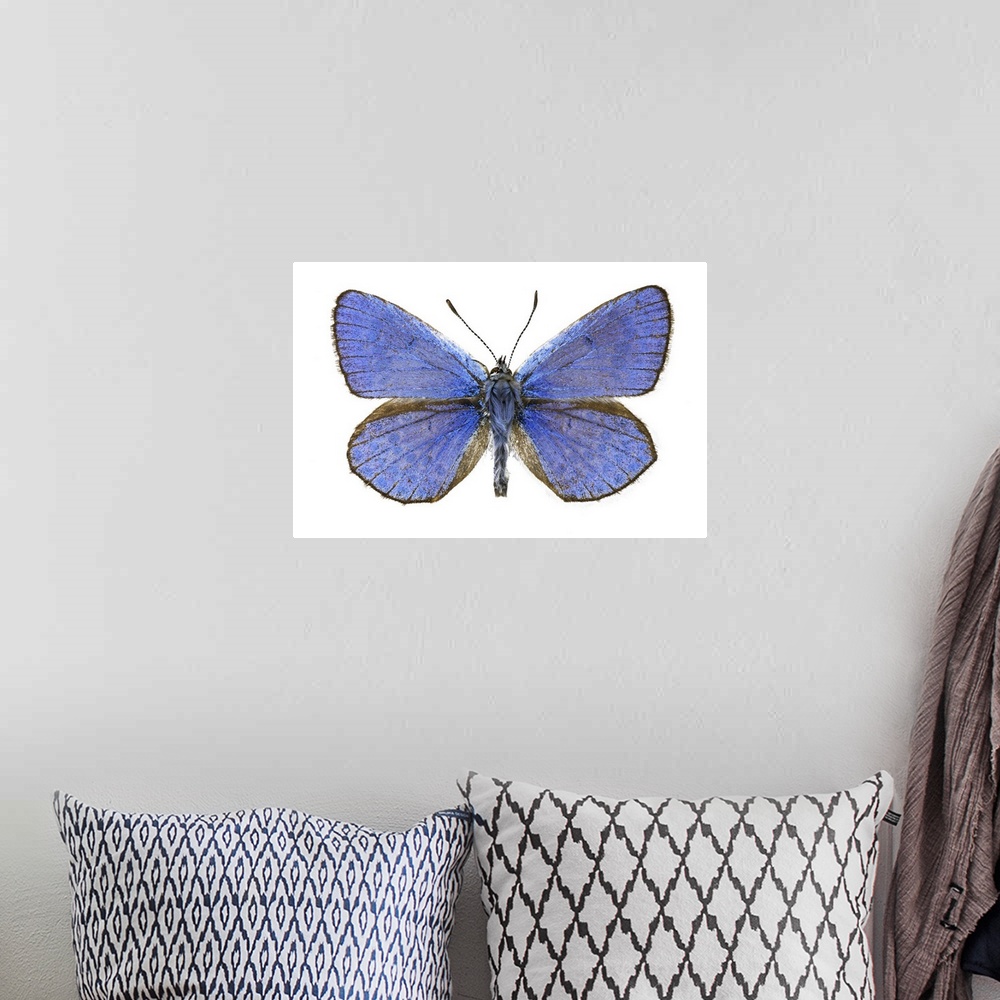 A bohemian room featuring Escher's blue (Polyommatus escheri) butterfly. This butterfly is found in Southern Europe and Mor...