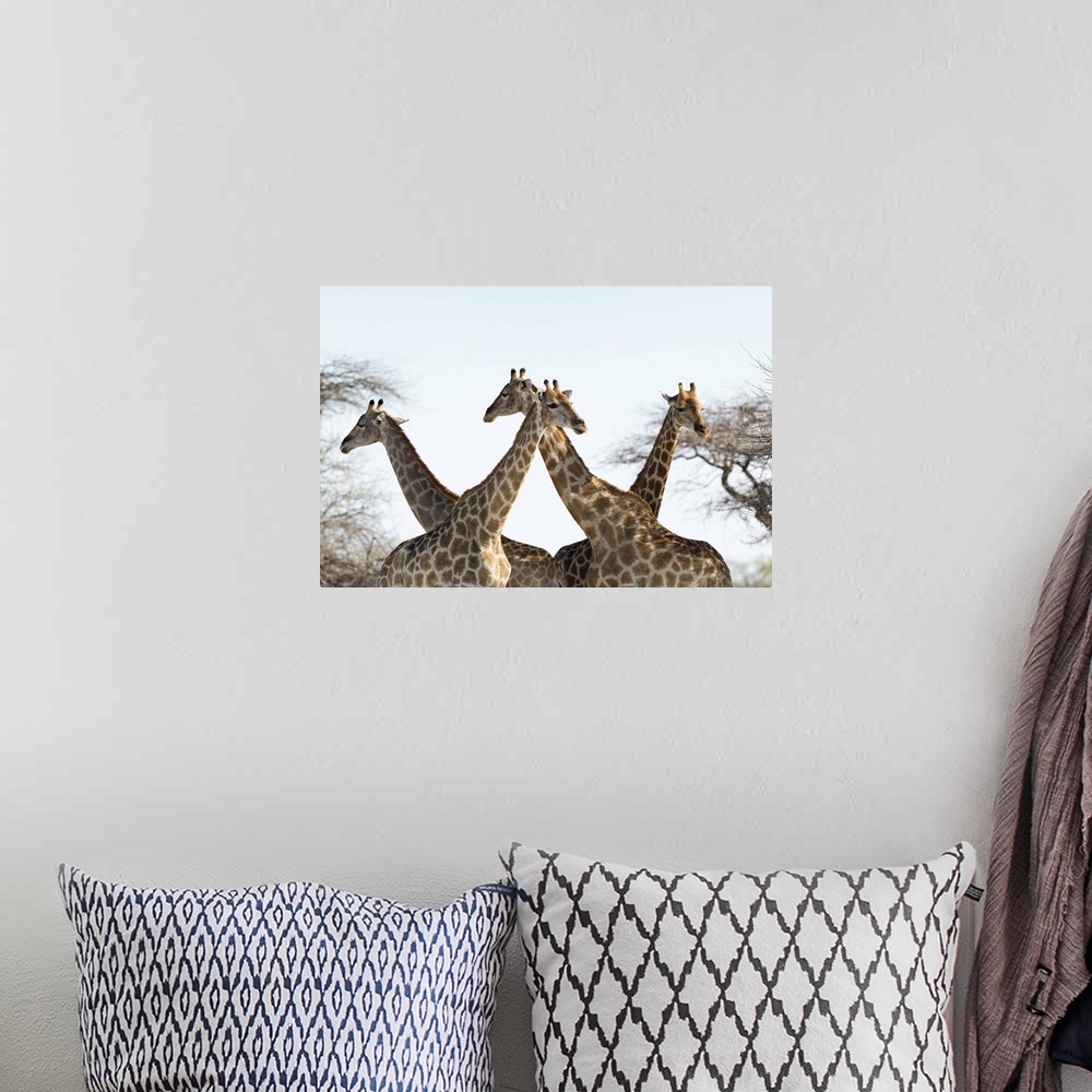 A bohemian room featuring Giraffes (Giraffa camelopardalis). The giraffe is the tallest living land animal. It can grow to ...
