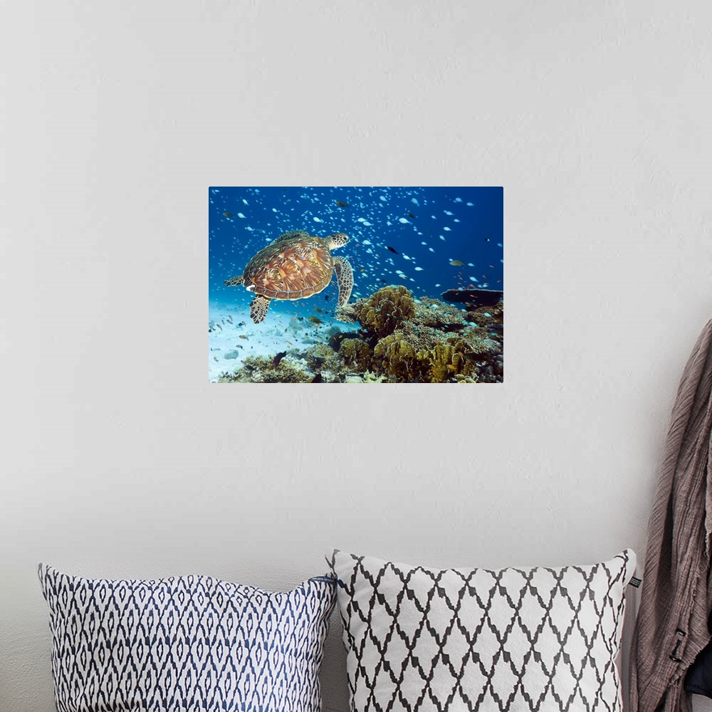 A bohemian room featuring Green turtle (Chelonia mydas) swimming with reef fish over a coral reef. Green sea turtles are fo...