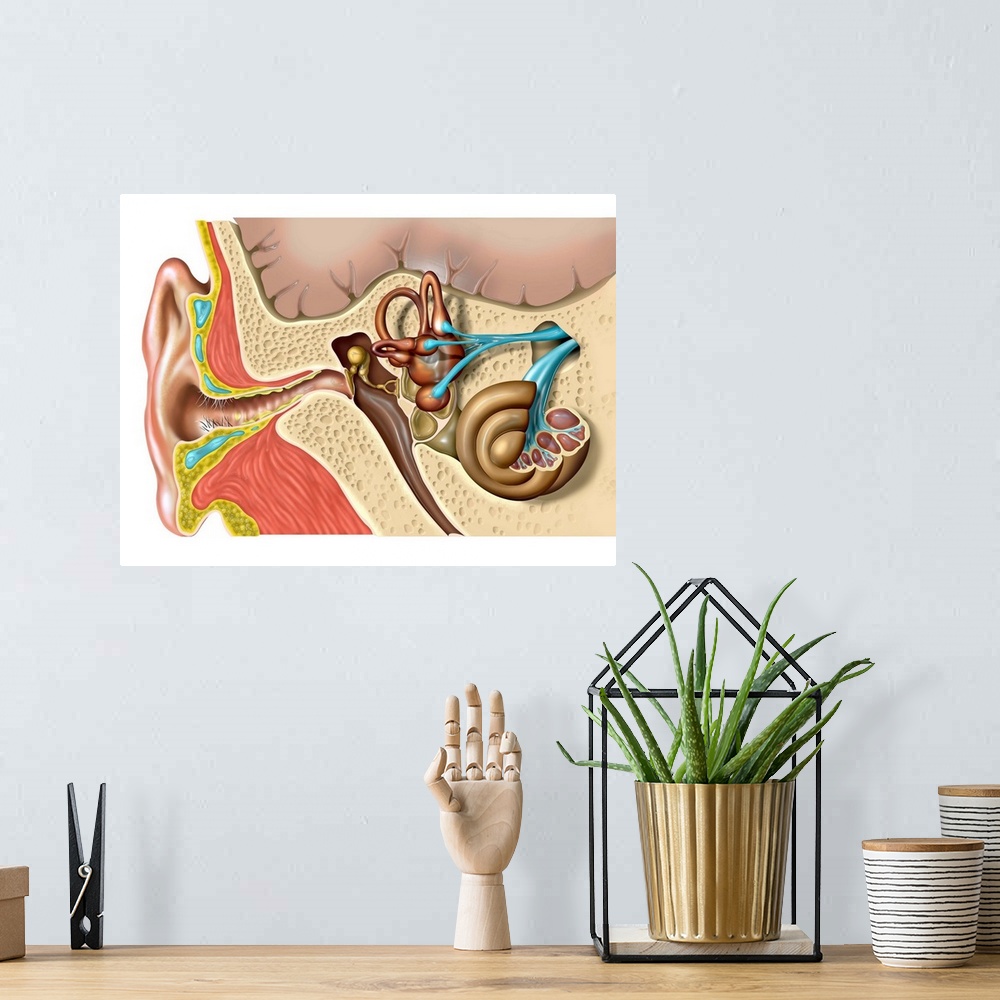 A bohemian room featuring Human ear anatomy. Computer artwork of the structure of the human ear, showing the outer ear (lef...