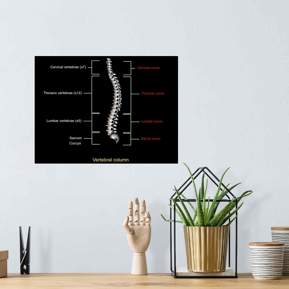 A bohemian room featuring Human spine. Artwork of a healthy human spine. The spine is a column of 33 cylindrical bones, cal...
