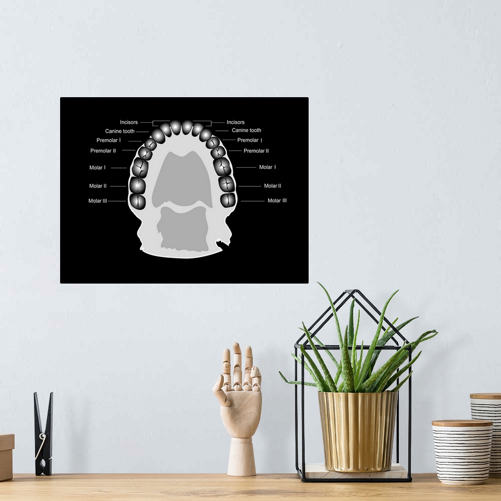 A bohemian room featuring Human tooth anatomy. Diagram showing the anatomical layout of human teeth within the jaw. The sam...