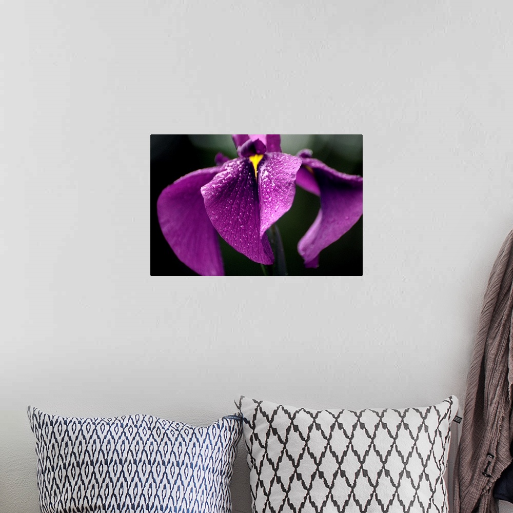 A bohemian room featuring Japanese water iris flower (Iris ensata).