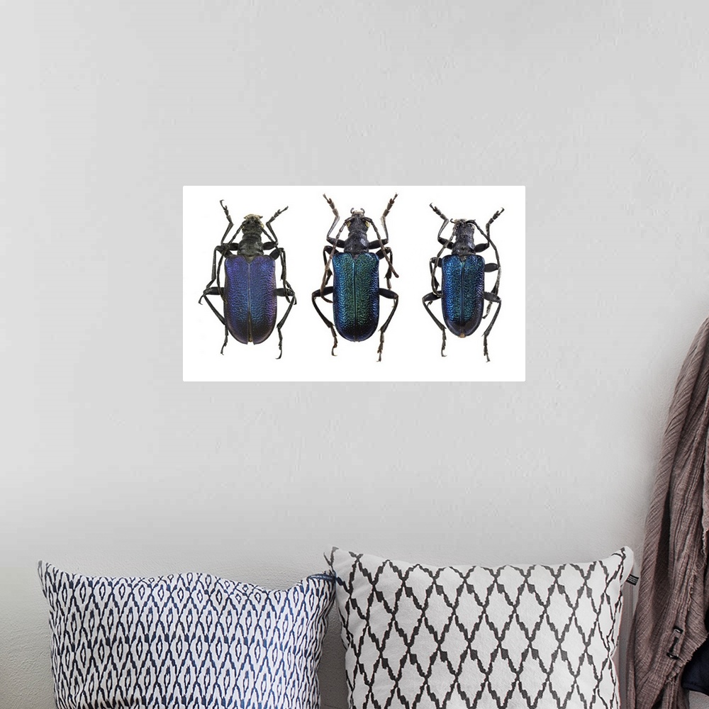 A bohemian room featuring Longhorn beetles. View of the upper side of three Gaurotes virginea longhorn beetles. This beetle...