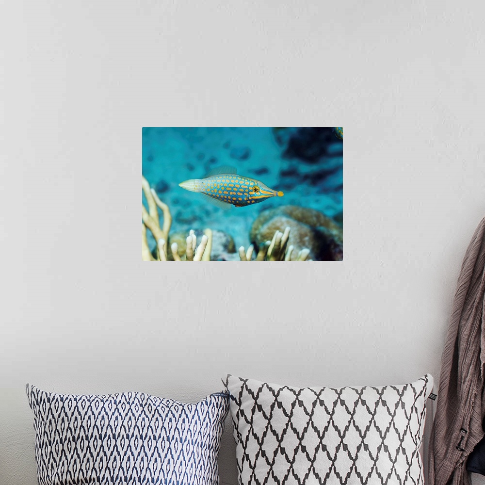 A bohemian room featuring Longnose filefish (Oxymonacanthus longirostris) on a coral reef. This fish, also called the orang...