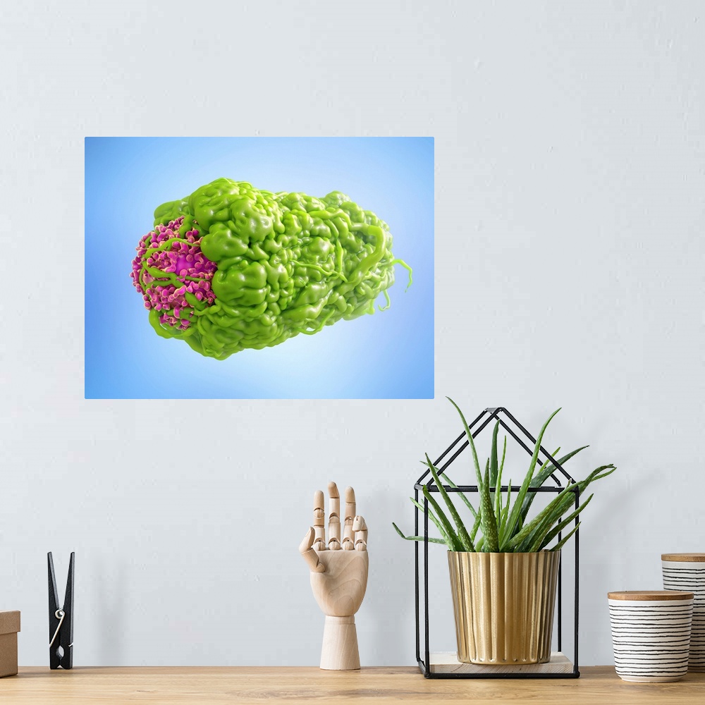A bohemian room featuring Macrophage engulfing cancer cell. 3D computer illustration of a macrophage white blood cell (gree...