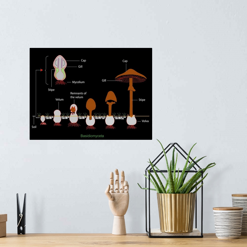 A bohemian room featuring Mushroom anatomy. Diagram of the anatomy of Basidiomyceta mushrooms, and their growth from a fung...