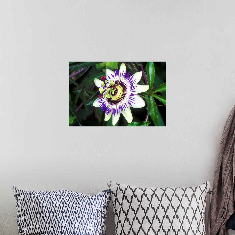 A bohemian room featuring Passion flower (Passiflora sp.).
