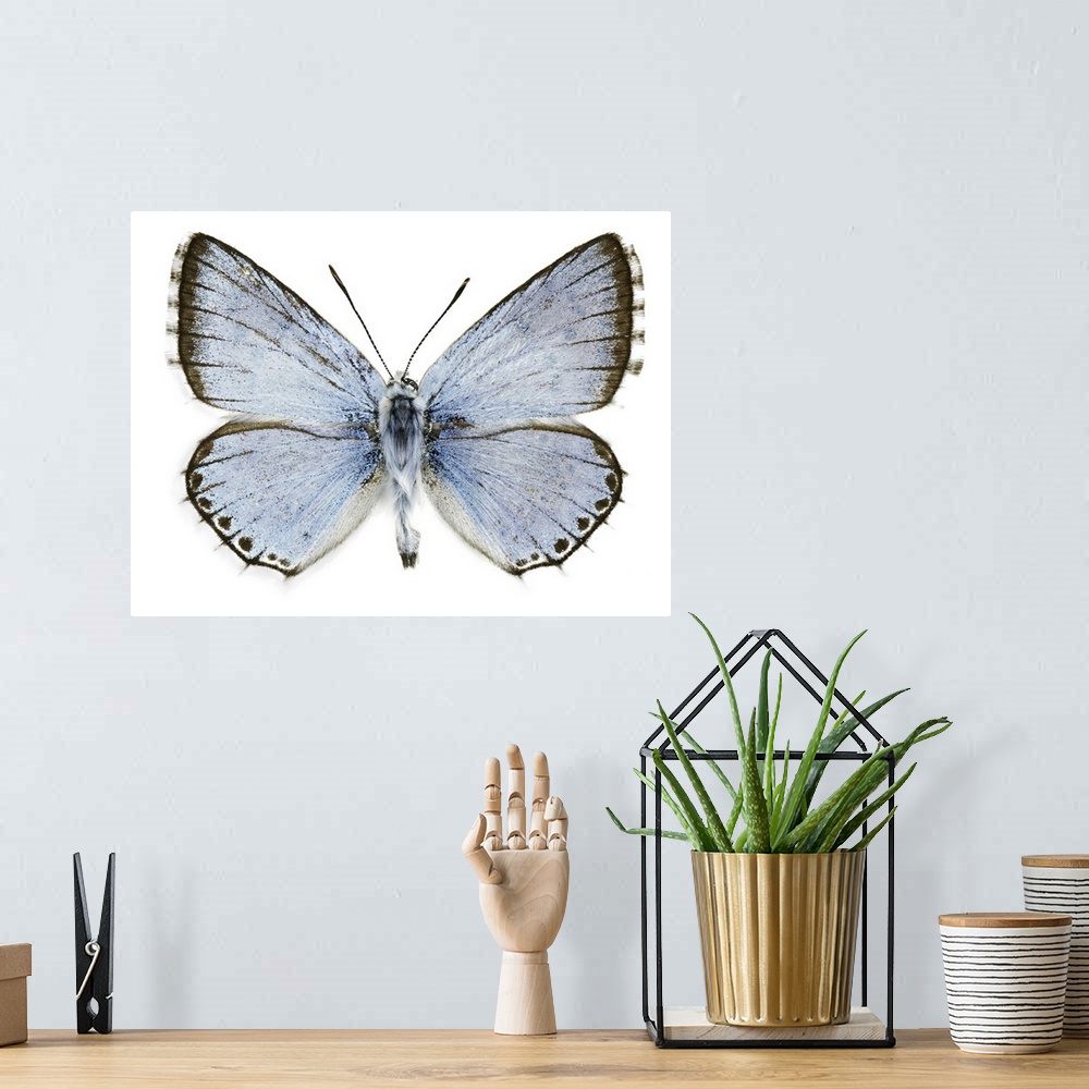 A bohemian room featuring Polyommatus caelestissima butterfly. This butterfly is found in the Palaearctic ecozone. Specimen...