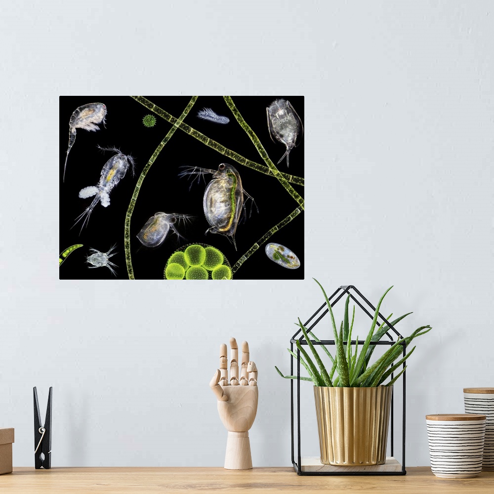 A bohemian room featuring Pond life, macrophotograph. At centre are two water fleas (Daphnia sp.). A copepod (Cyclops sp.) ...
