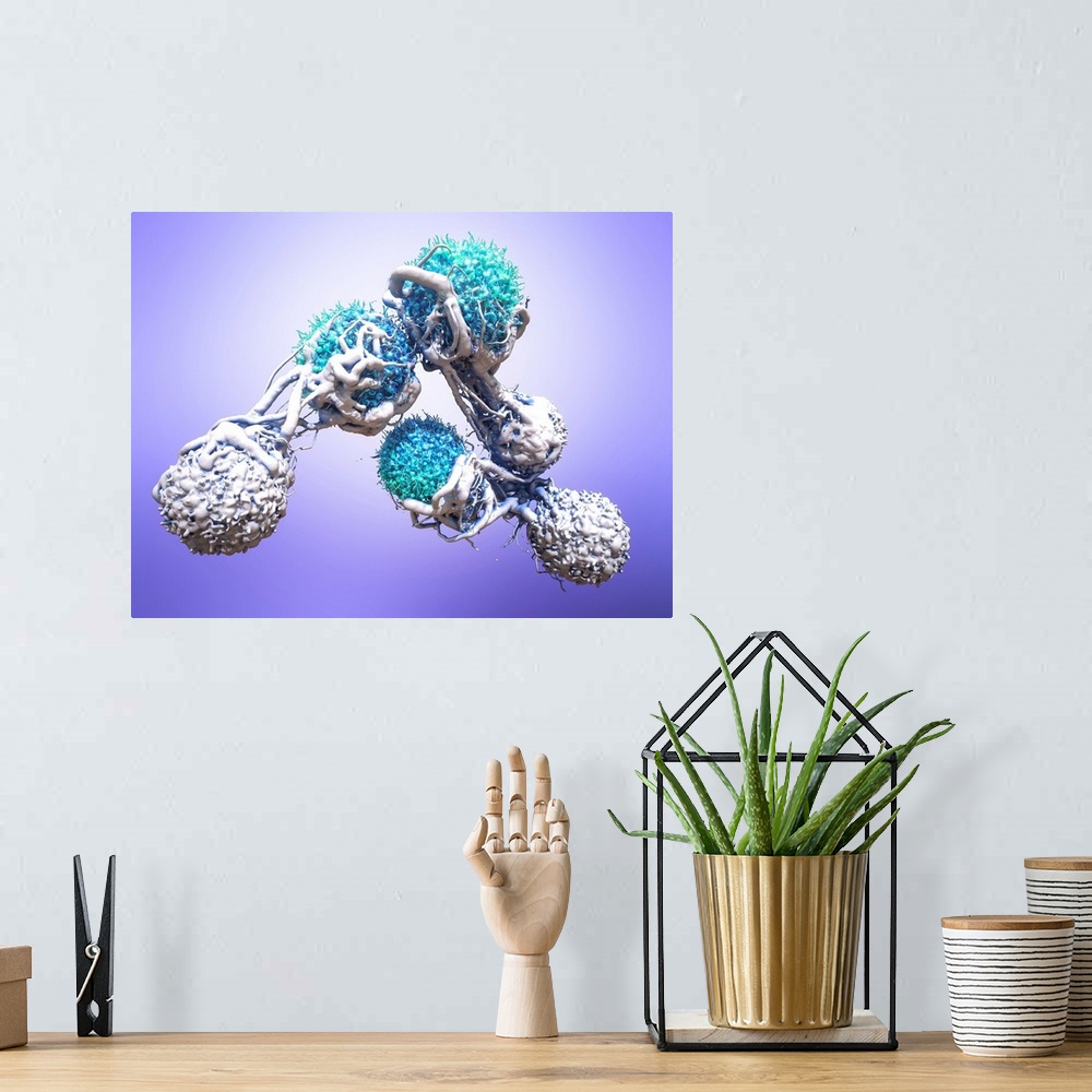 A bohemian room featuring T cells attacking cancer cells. 3D computer illustration of T lymphocyte white blood cells (white...