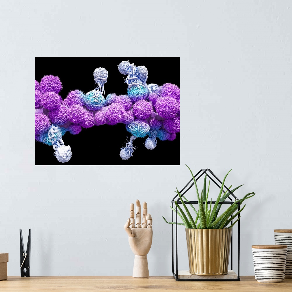 A bohemian room featuring T cells attacking cancer cells. 3D computer illustration of T lymphocyte white blood cells (white...