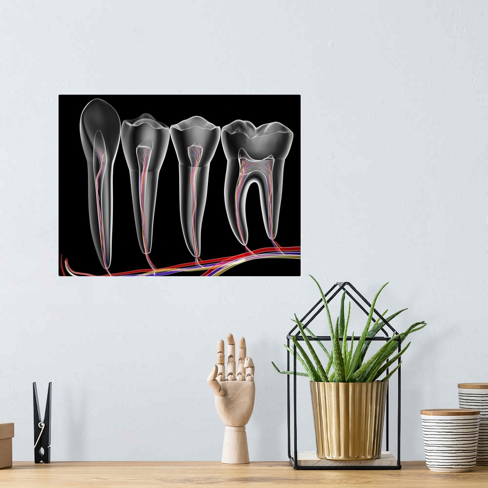 A bohemian room featuring Four adult teeth. Transparent cross sections with arteries (red), veins (purple) and nerves (gree...