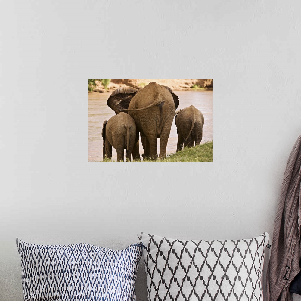 A bohemian room featuring African Elephant Family