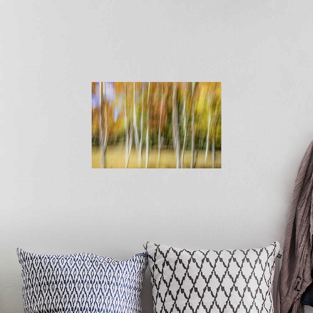 A bohemian room featuring Aspen trees and fall color foliage with camera blur movement