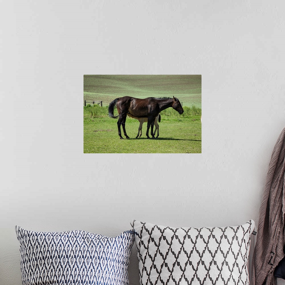 A bohemian room featuring Baby foal nursing from its mother in the Palouse.