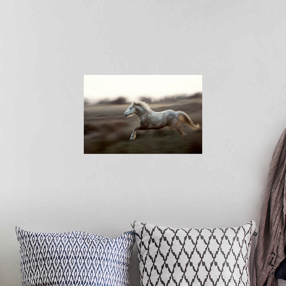 A bohemian room featuring Camargue horse running at sunset, Arles, France