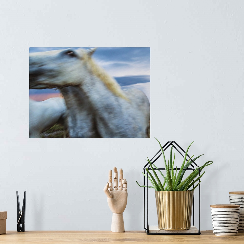 A bohemian room featuring The white horses of the Camargue in the south of France.