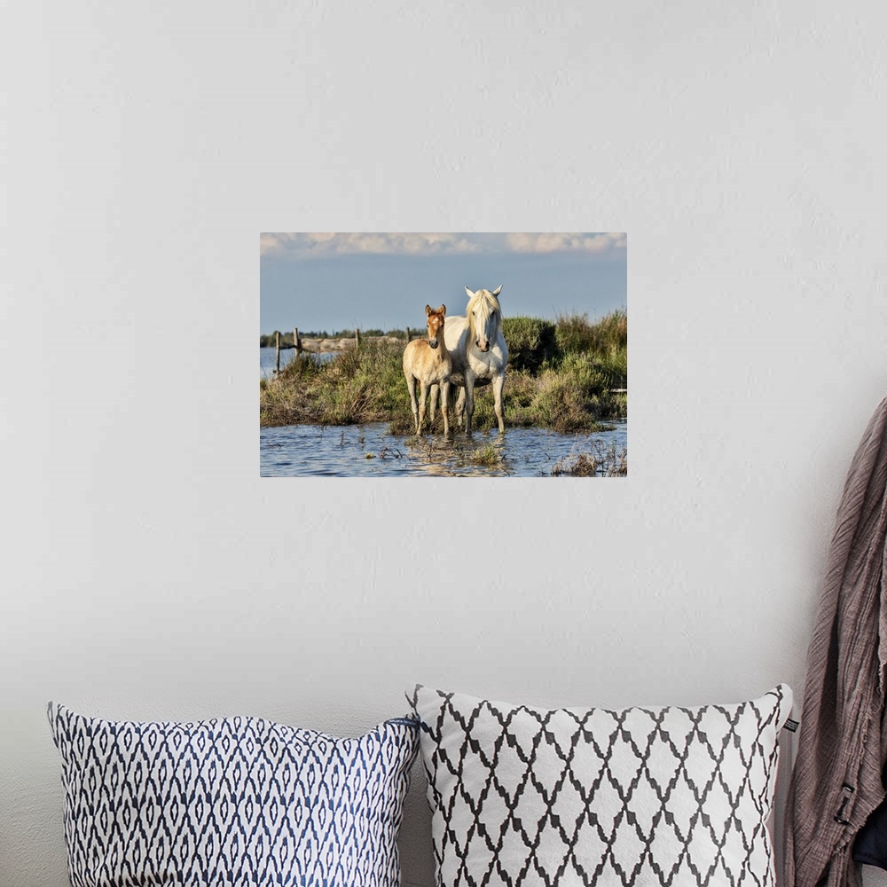 A bohemian room featuring Mother and foal Camargue horse in the south of France.