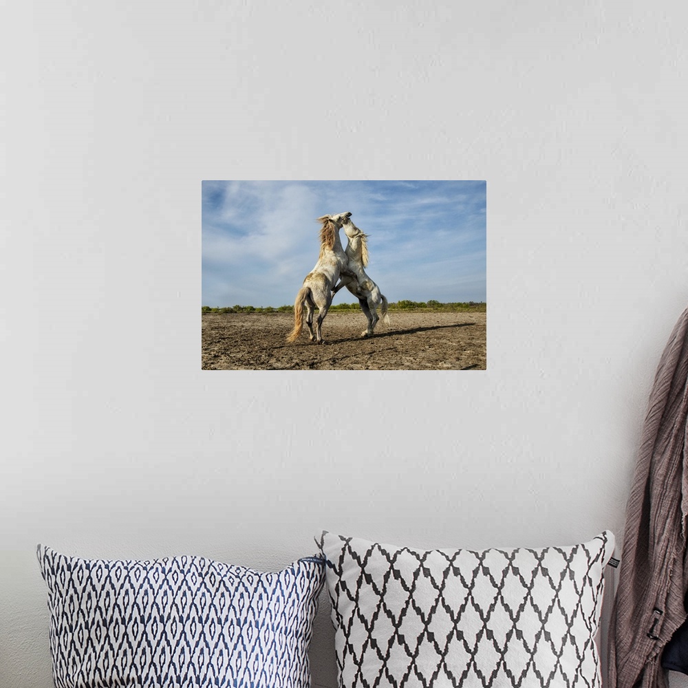 A bohemian room featuring Rearing white Camargue stallions in the south of France.