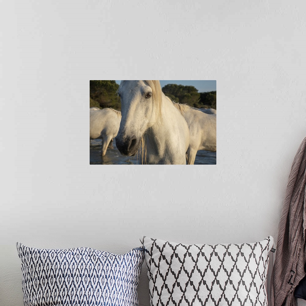 A bohemian room featuring The white horses of the Camargue on the beach in the south of France.