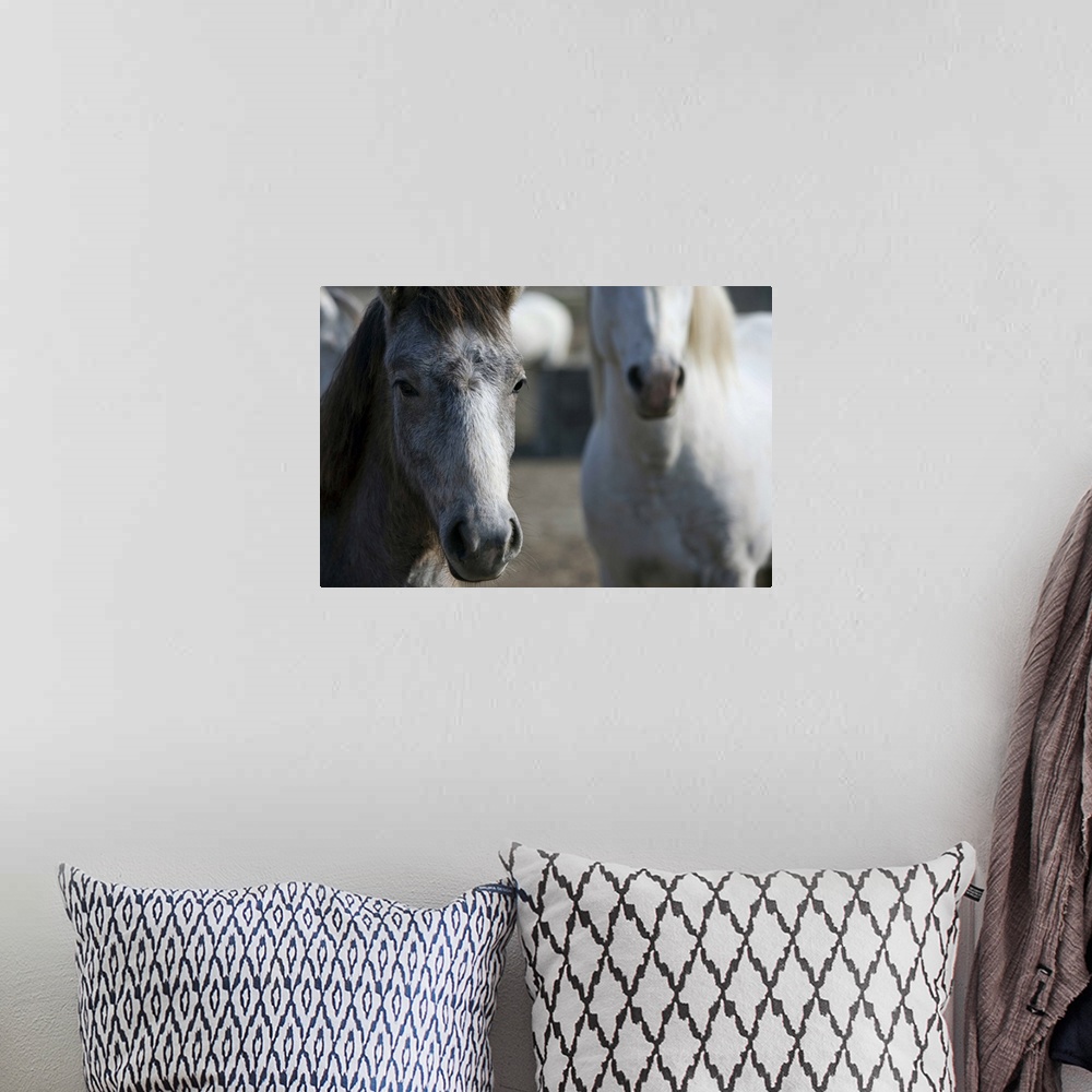 A bohemian room featuring Camargue horses at sunset, Arles, France