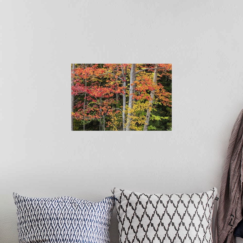 A bohemian room featuring Fall color in Acadia National Park.