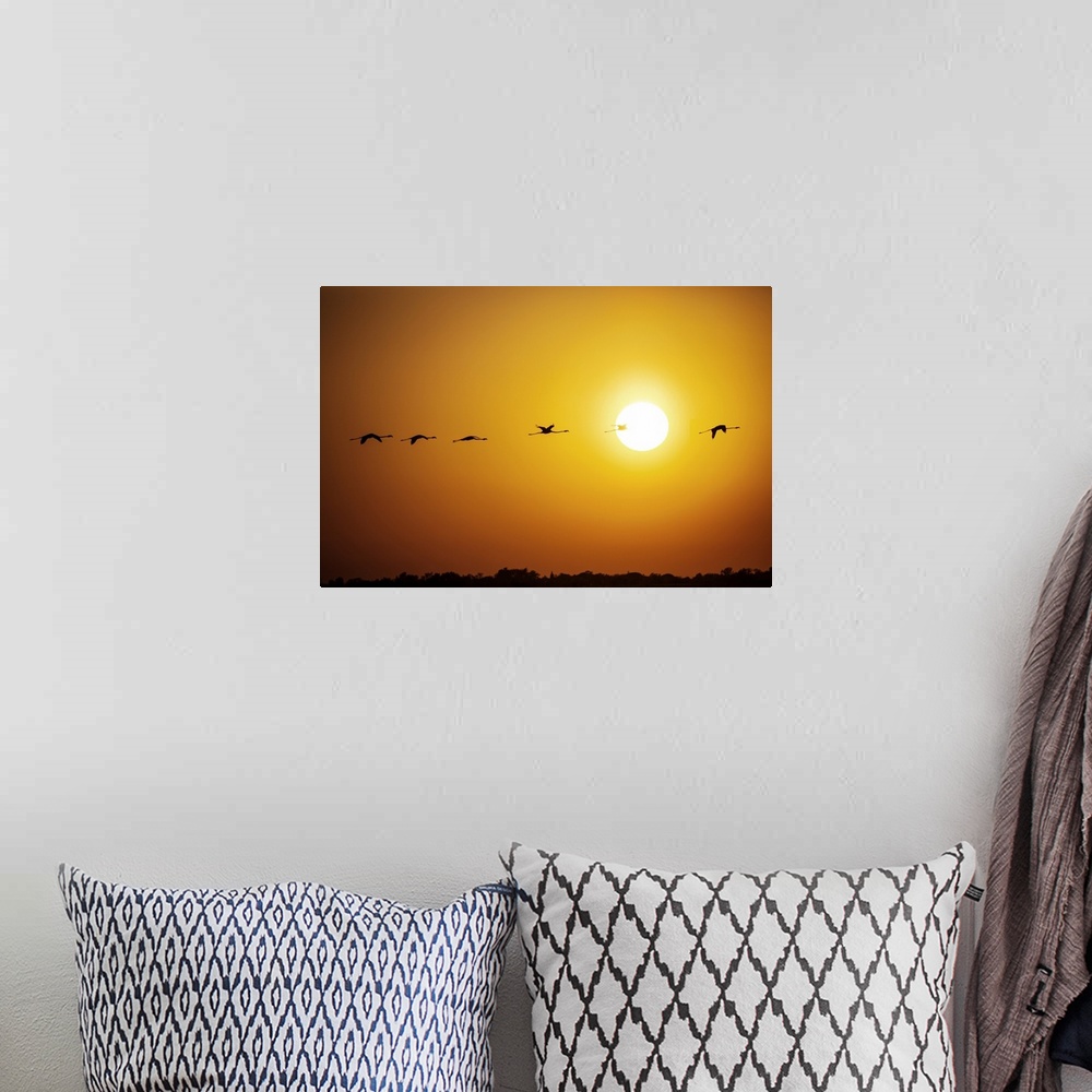 A bohemian room featuring Flamingos in flight at sunset