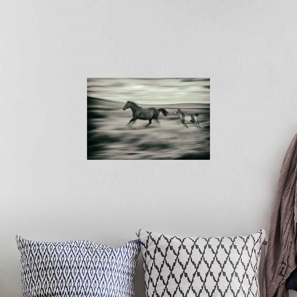 A bohemian room featuring Horse and foal running on a farm in the Palouse, Washington