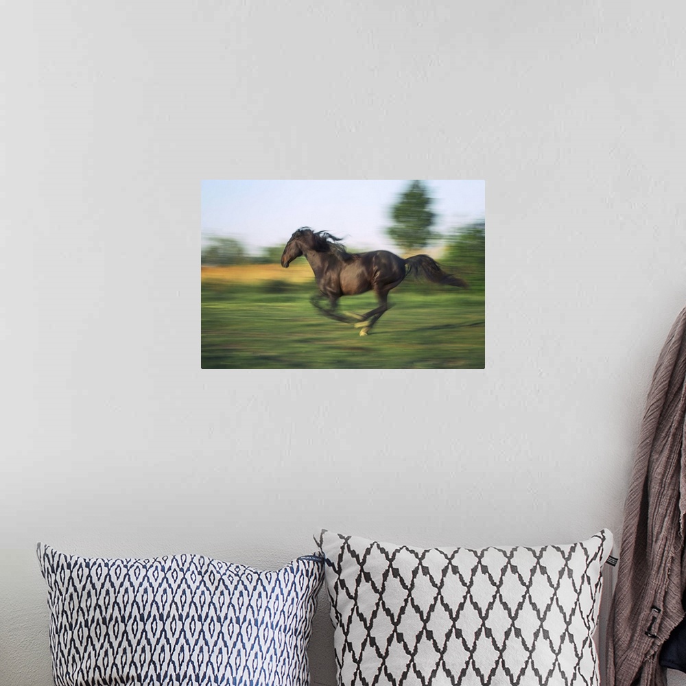 A bohemian room featuring Horse running at full speed in the south of France
