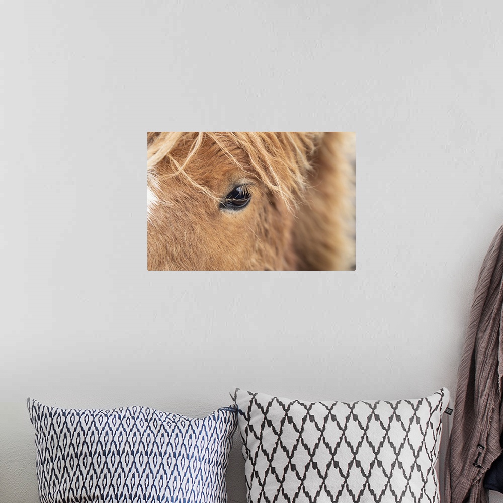 A bohemian room featuring Close up of an Icelandic horse in the countryside of Iceland.