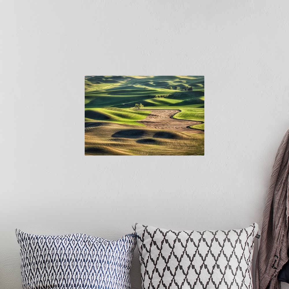 A bohemian room featuring Lone tree in the rolling, landscape, wheat fields of the Palouse.