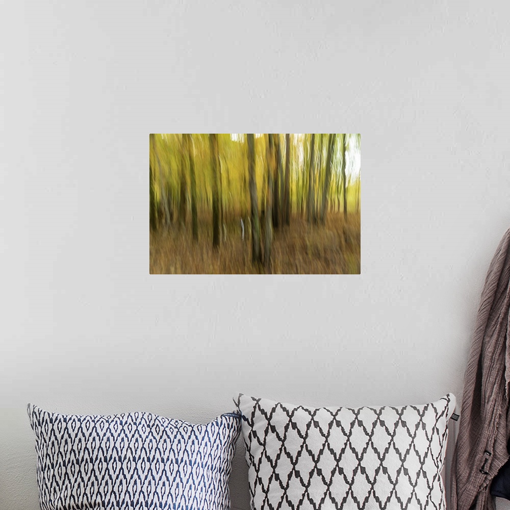 A bohemian room featuring Motion blur of trees in Acadia National Park