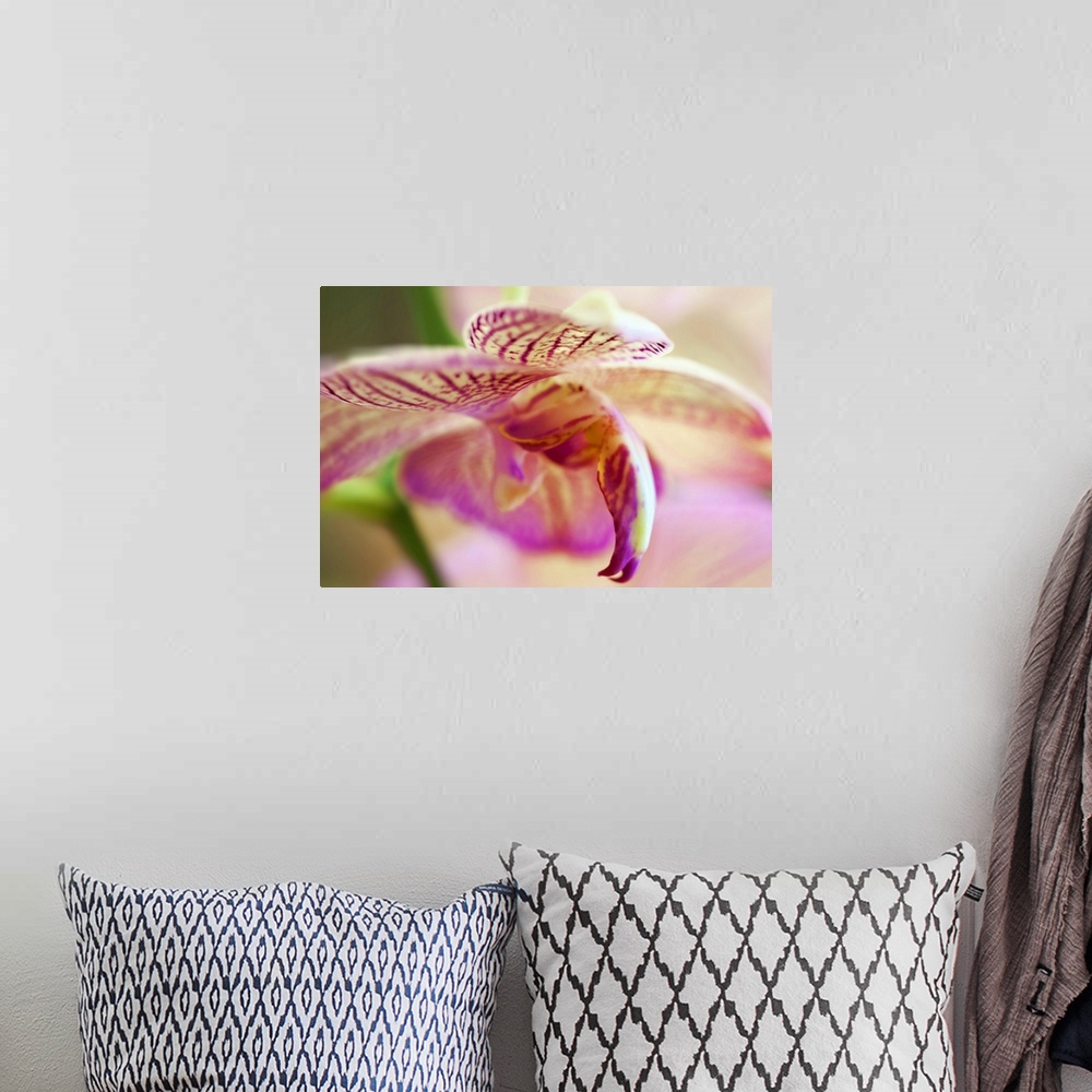 A bohemian room featuring Oversized, close up photograph of the petals on a vibrant orchid.  The image becomes out of focus...