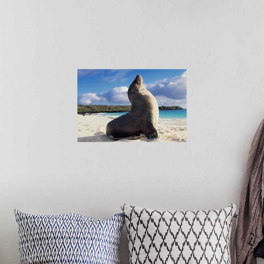 A bohemian room featuring Seal on the Galapagos Beach
