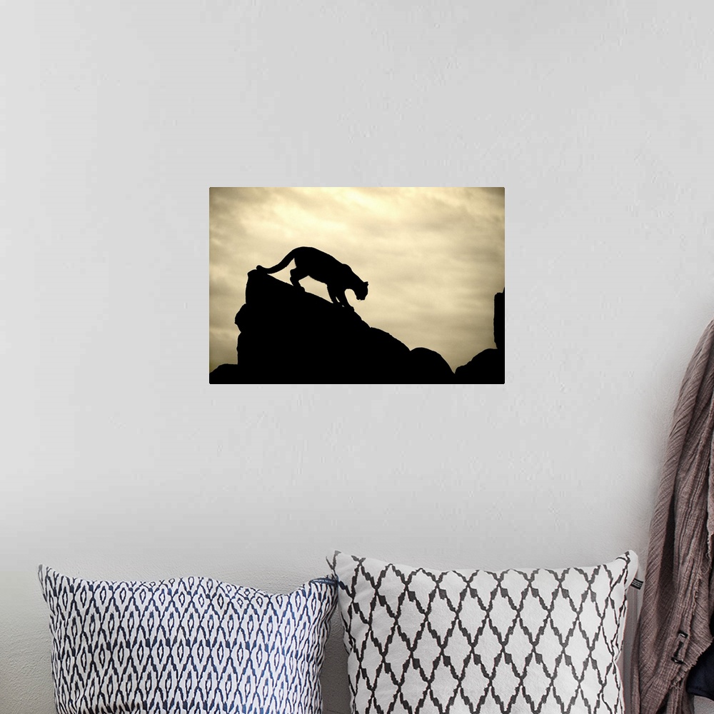 A bohemian room featuring Silhouette of Mountian Lion on rocks at sunset, Yosemite, California