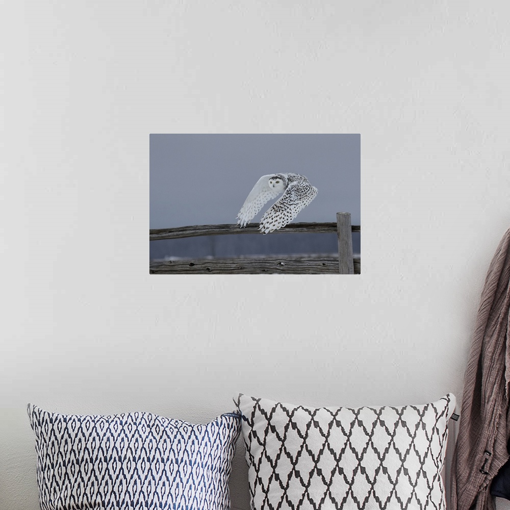 A bohemian room featuring The Snowy Owls of Canada